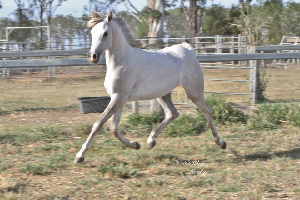 mystify J
