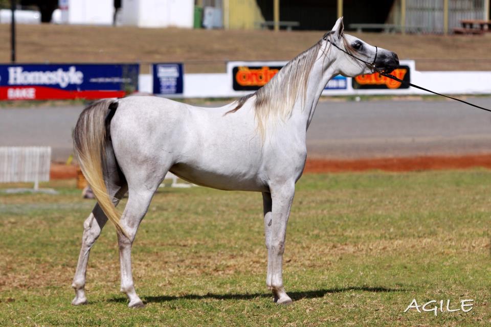 rashiekah filly